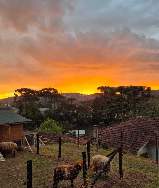 Pôr do sol, do lado das ovelhas